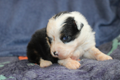 Les chiots de Berger Américain Miniature 
