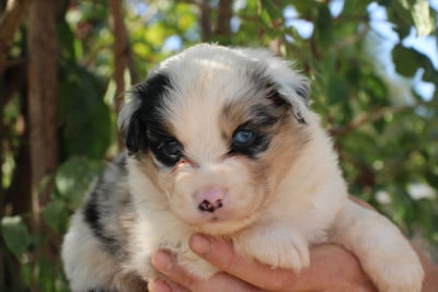 Les chiots de Berger Américain Miniature 