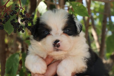 Les chiots de Berger Américain Miniature 