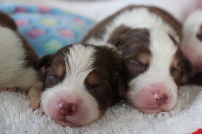 Chiot N°2 - Berger Australien