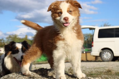 Les chiots de Berger Australien
