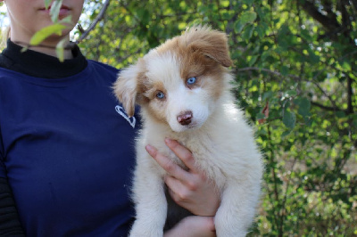 Les chiots de Berger Australien