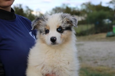 Les chiots de Berger Australien