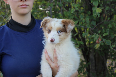 Les chiots de Berger Australien