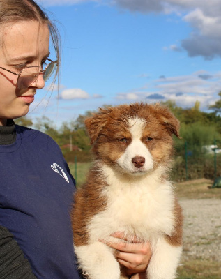 Les chiots de Berger Australien