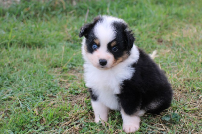 Les chiots de Berger Américain Miniature