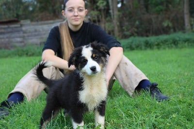 Les chiots de Berger Américain Miniature 