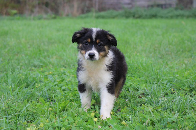 Les chiots de Berger Américain Miniature 