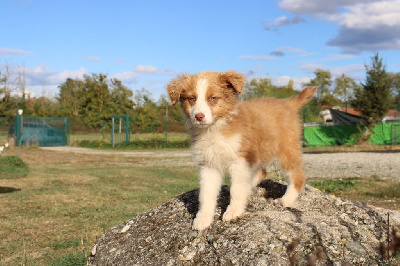 Les chiots de Berger Australien