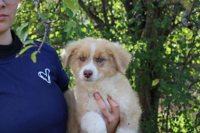 Les chiots de Berger Australien