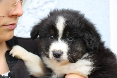 Les chiots de Berger Américain Miniature