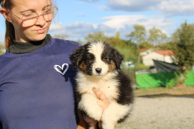 Les chiots de Berger Australien