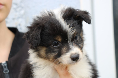 Les chiots de Berger Américain Miniature