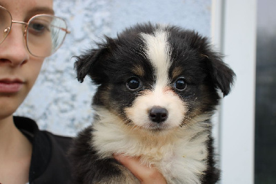 Les chiots de Berger Américain Miniature 