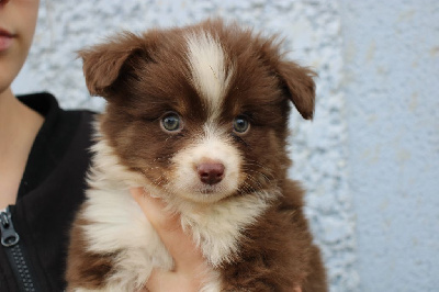 Les chiots de Berger Américain Miniature