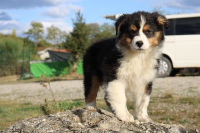 Les chiots de Berger Australien