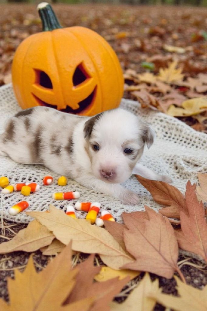 Berger Américain Miniature  - Of Little Blue Stars