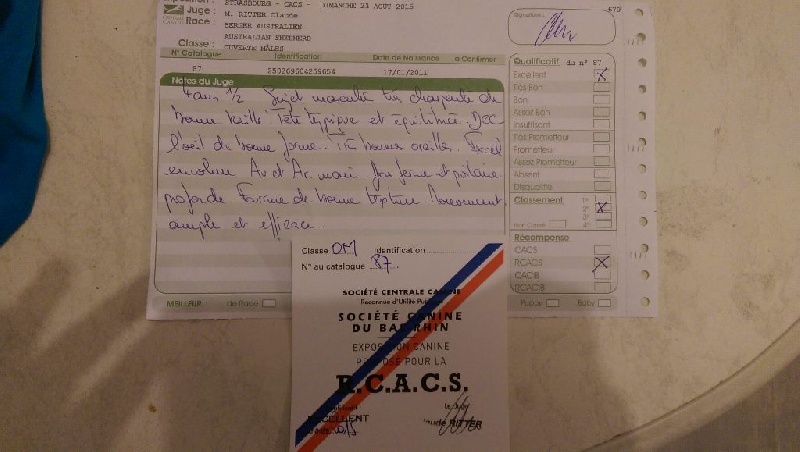 Goliath blue eyes Du Domaine De La Verdurette - 2 EME EXC RCACS OUVERTE