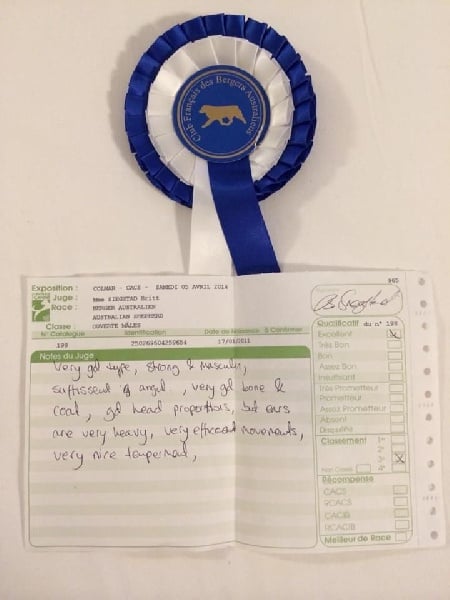 Goliath blue eyes Du Domaine De La Verdurette - 3EME EXCELLENT