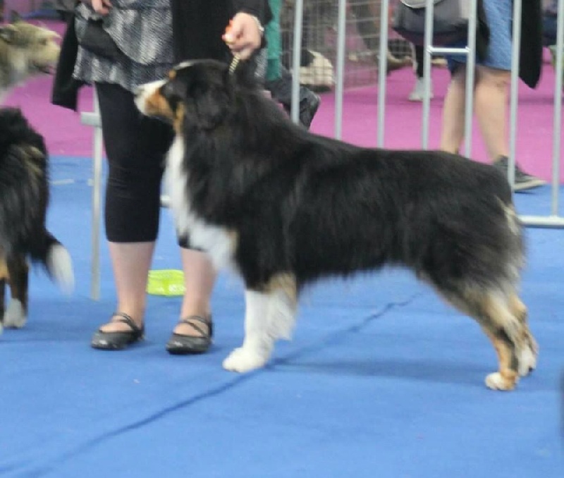 CH. Itch Of Little Blue Stars - 3 EME EXCELLENT OUVERTE MALE /9