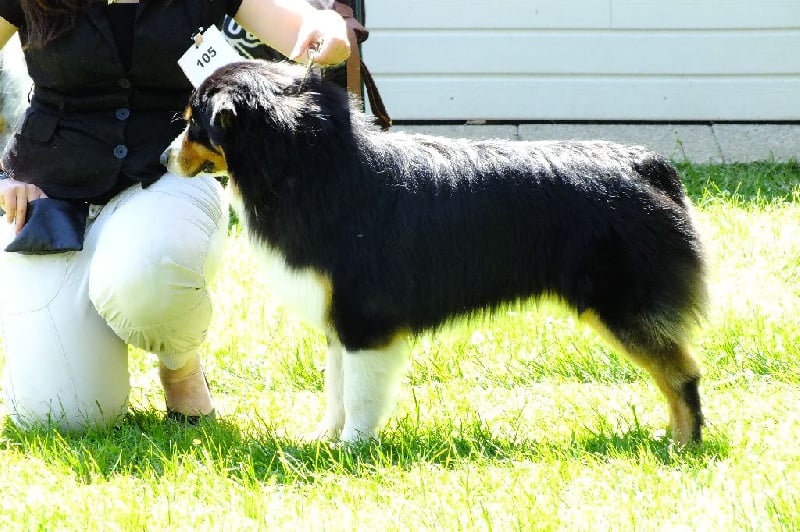 CH. Itch Of Little Blue Stars - 1 ER EXCELLENT MEILLEUR JEUNE