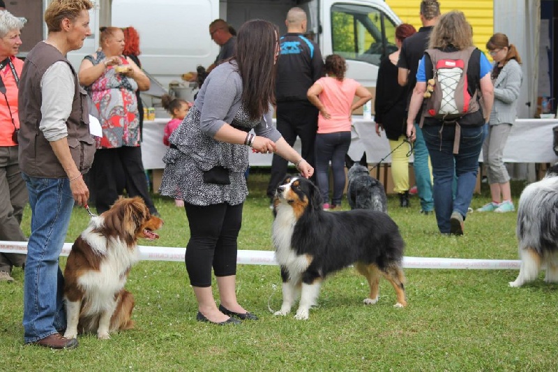 CH. Itch Of Little Blue Stars - 1 EX CACS EN CLASSE OUVERTE
