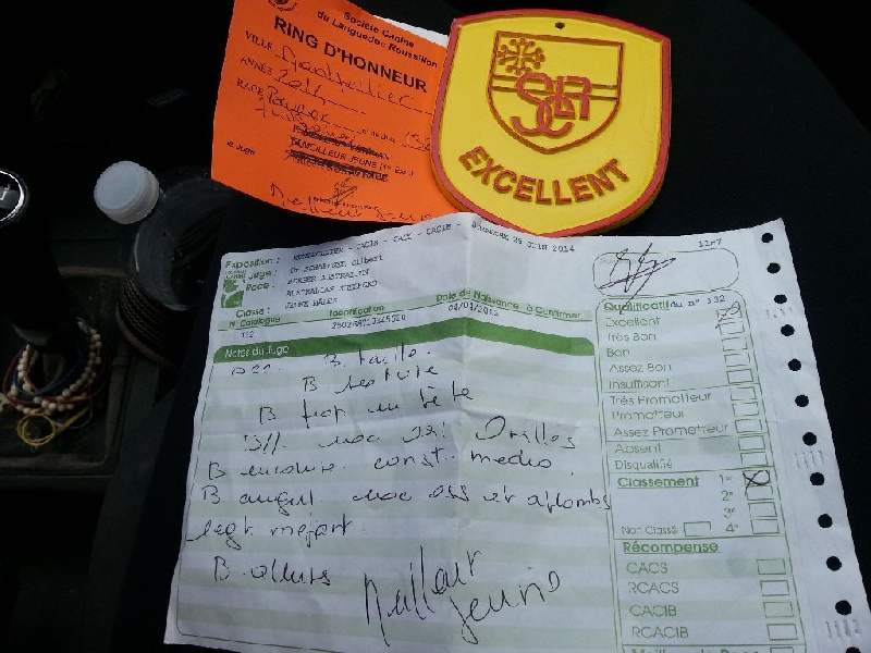 CH. Itch Of Little Blue Stars - 1er excellent meilleur jeune BOBJ