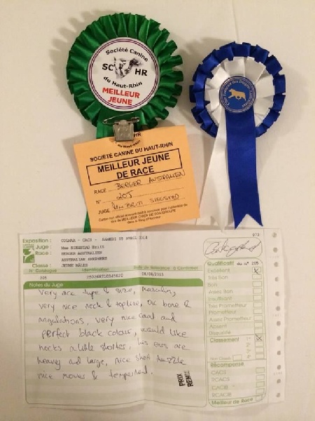 CH. Itch Of Little Blue Stars - 1 ER EXCELLENT MEILLEUR JEUNE DE RACE