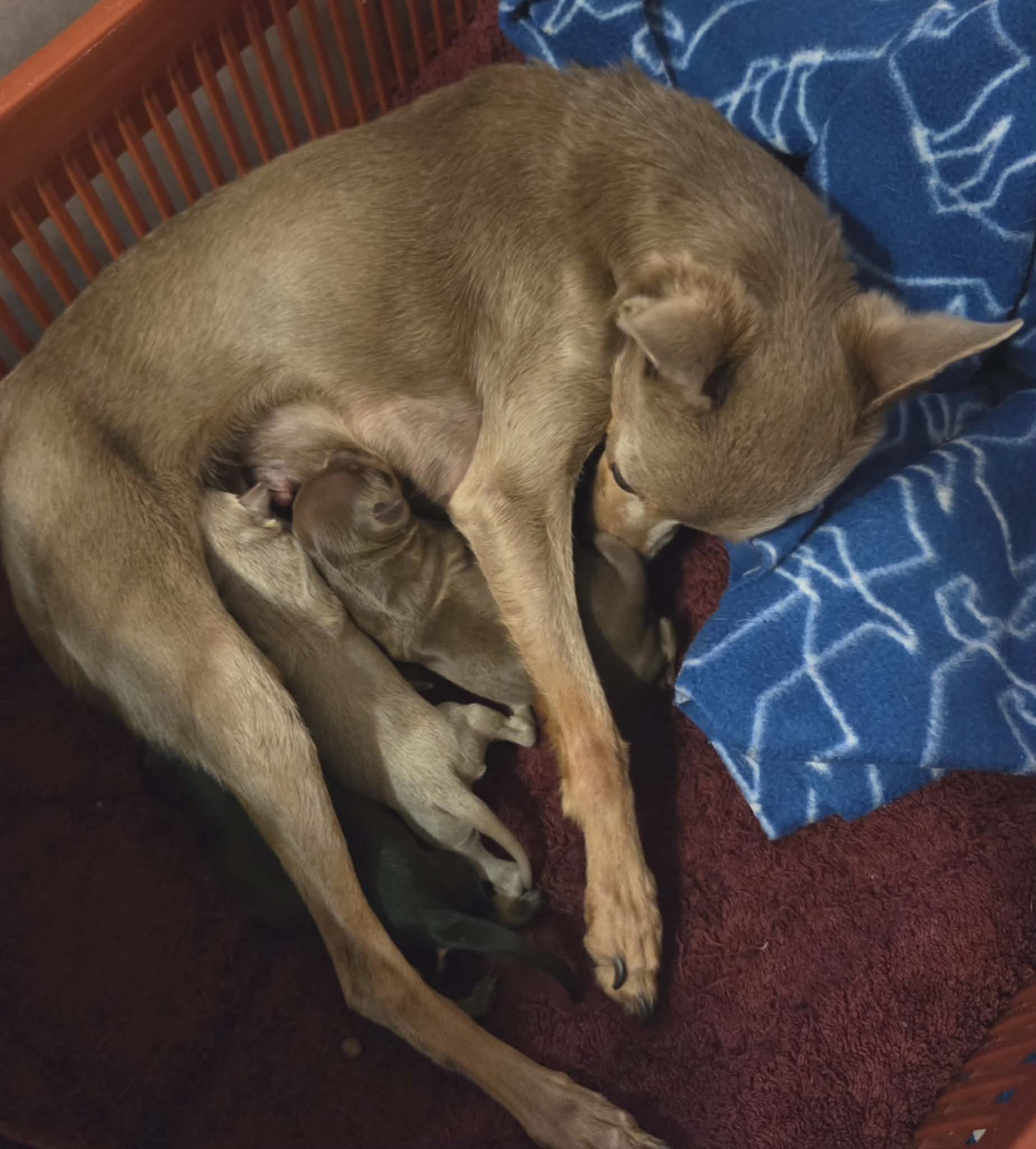 Russkiy Toy (Petit Chien Russe) - De L'Empire Du Toy