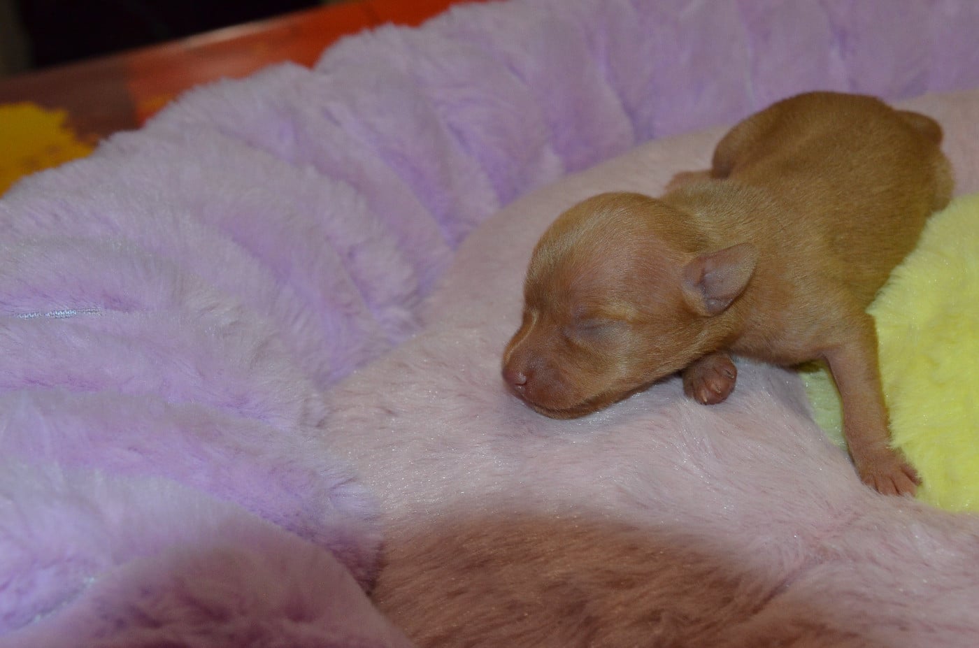 Chiot Russkiy Toy (Petit Chien Russe)