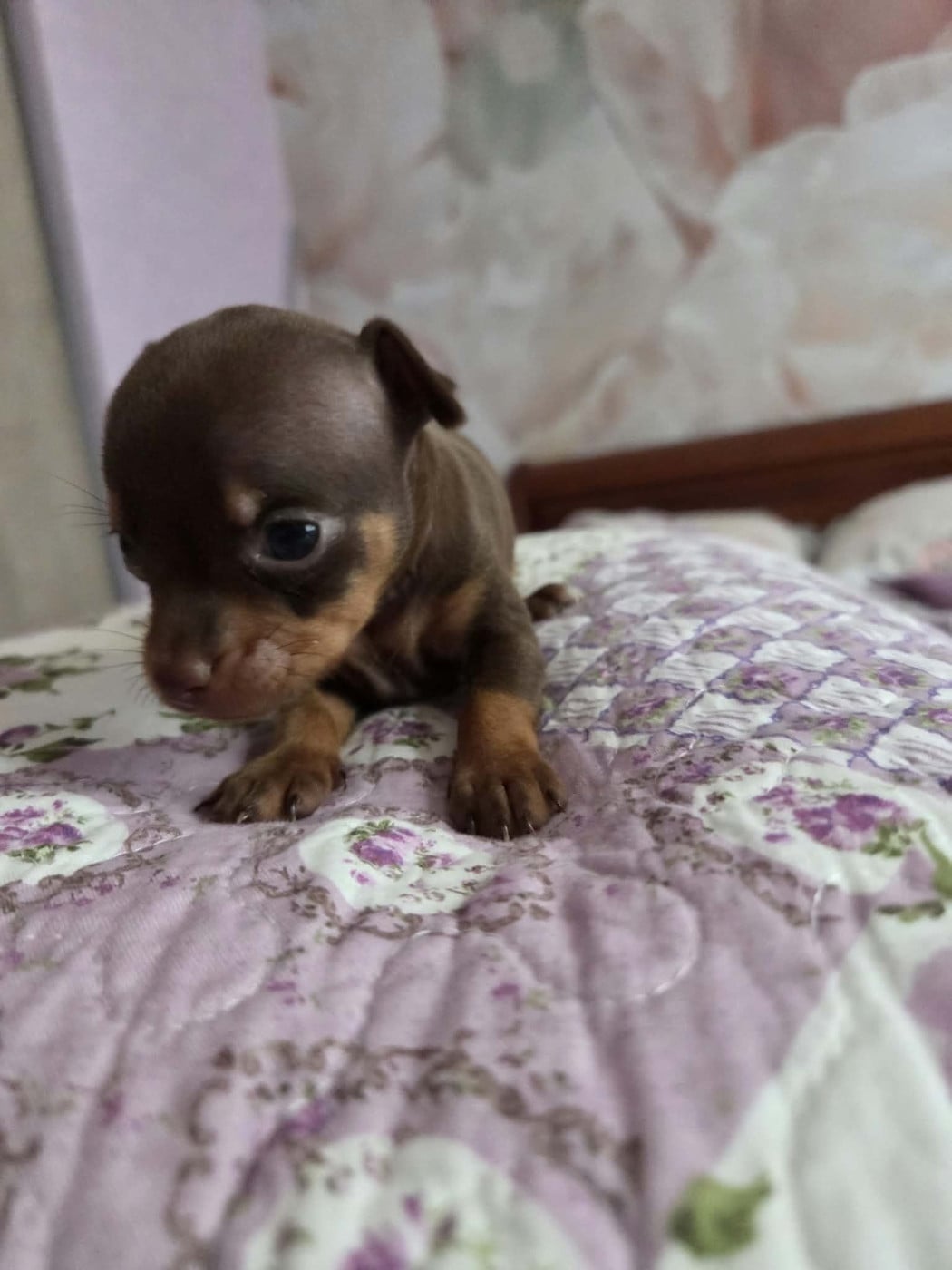 CHIOT 5