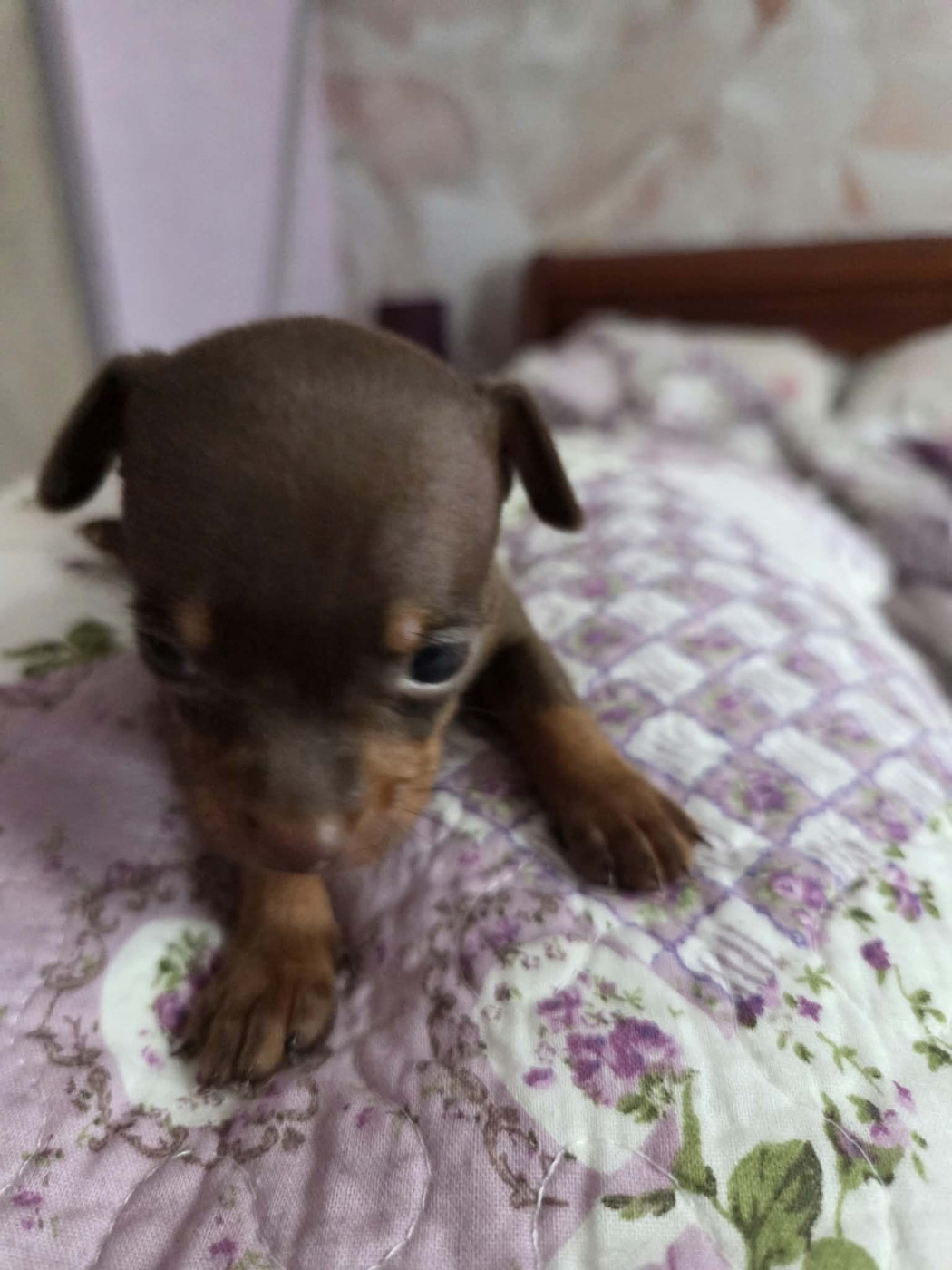 CHIOT 5
