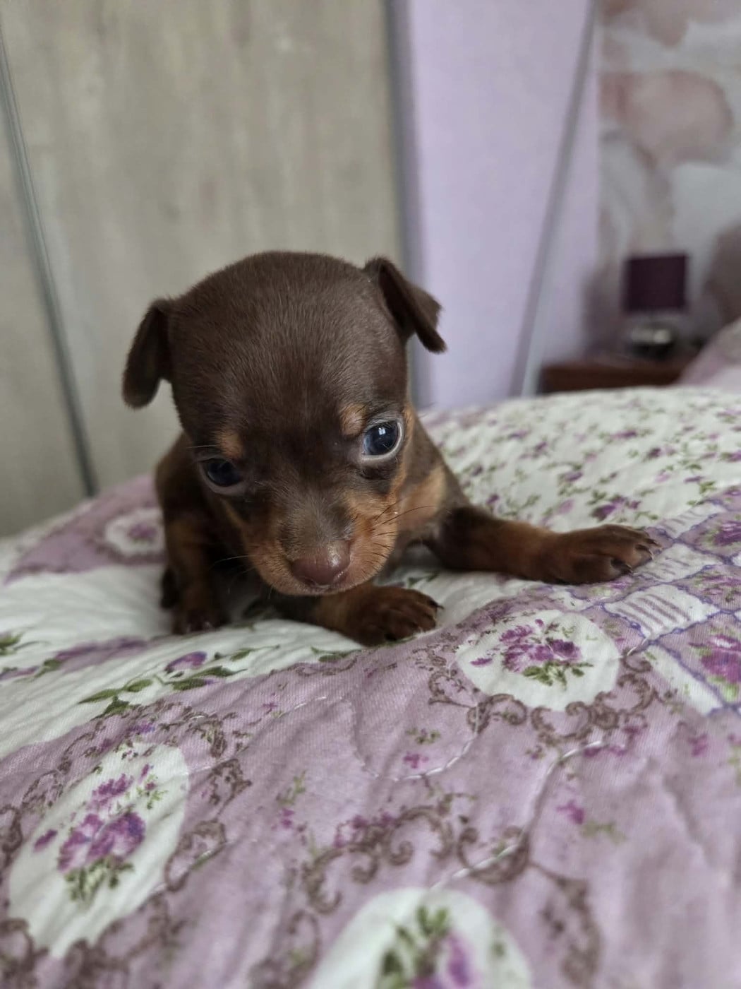 CHIOT 5