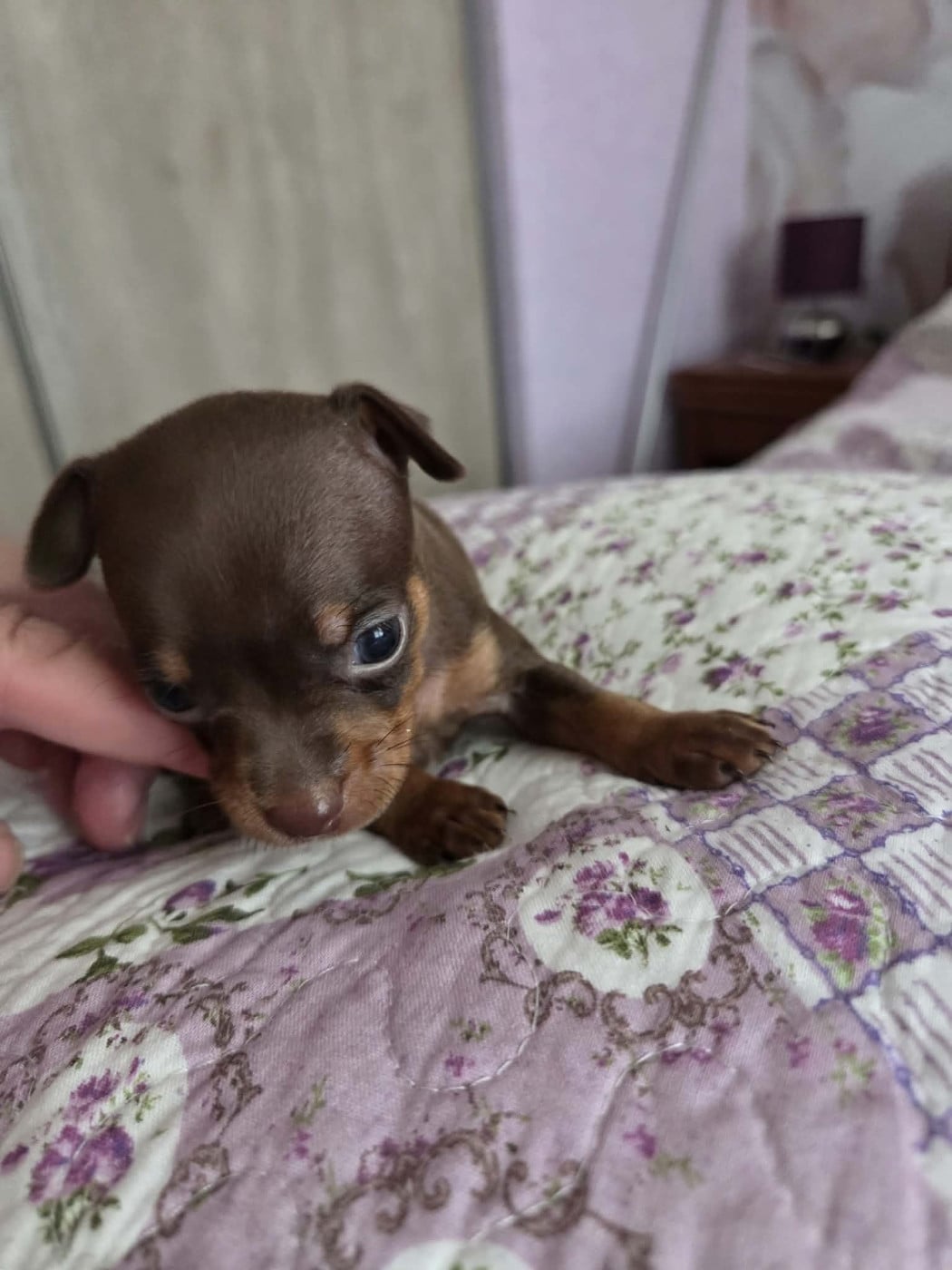 CHIOT 5