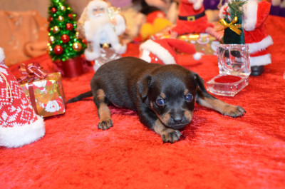 Les chiots de Russkiy Toy (Petit Chien Russe)