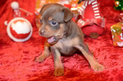 Les chiots de Russkiy Toy (Petit Chien Russe)