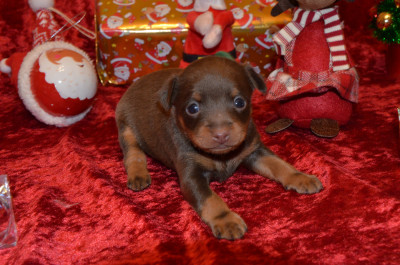 Les chiots de Russkiy Toy (Petit Chien Russe)