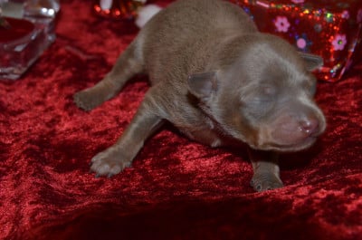 Russkiy Toy (Petit Chien Russe)