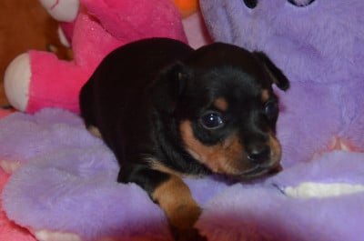 Les chiots de Russkiy Toy (Petit Chien Russe)