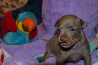 Les chiots de Russkiy Toy (Petit Chien Russe)