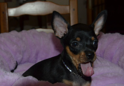 Les chiots de Russkiy Toy (Petit Chien Russe)