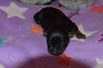 Les chiots de Russkiy Toy (Petit Chien Russe)