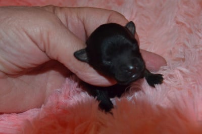 Les chiots de Russkiy Toy (Petit Chien Russe)