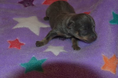 Les chiots de Russkiy Toy (Petit Chien Russe)