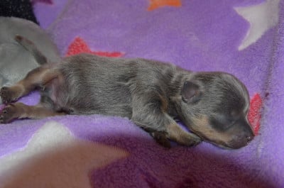 Les chiots de Russkiy Toy (Petit Chien Russe)