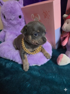 Les chiots de Russkiy Toy (Petit Chien Russe)