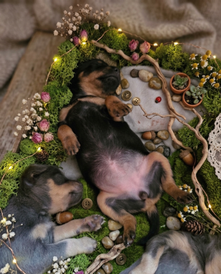 Les chiots de Russkiy Toy (Petit Chien Russe)