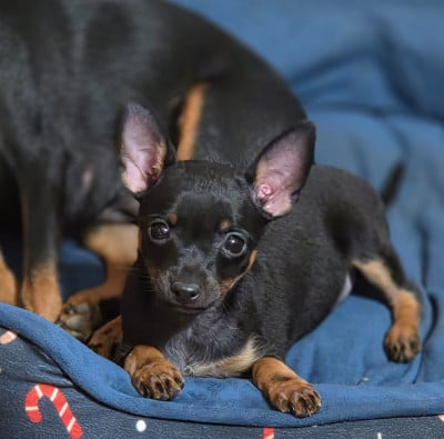 Les chiots de Russkiy Toy (Petit Chien Russe)