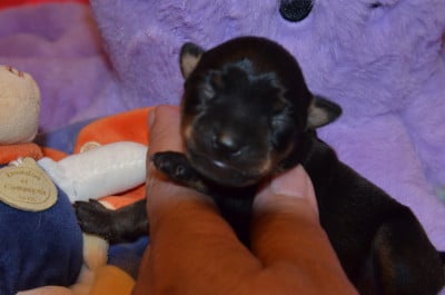 Les chiots de Russkiy Toy (Petit Chien Russe)