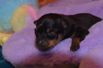 Les chiots de Russkiy Toy (Petit Chien Russe)
